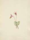 North American Wild Flowers 1925 - Calypso Art Print