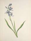 North American Wild Flowers 1925 - Camas