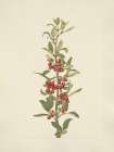 North American Wild Flowers 1925 - Canada Buffaloberry