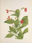North American Wild Flowers 1925 - Cardinal Monkeyflower Art Print