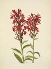 North American Wild Flowers 1925 - Cardinalflower Art Print