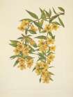 North American Wild Flowers 1925 - Carolina Jessamine Art Print