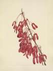 North American Wild Flowers 1925 - Carolina Maple Art Print
