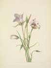 North American Wild Flowers 1925 - Catalina Mariposa Art Print