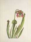 North American Wild Flowers 1925 - Catesby Pitcherplant Art Print