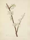 North American Wild Flowers 1925 - Chickasaw Plum Art Print