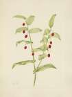 North American Wild Flowers 1925 - Clasping Twistedstalk Art Print