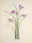 North American Wild Flowers 1925 - Clusterlily Art Print