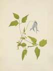 North American Wild Flowers 1925 - Columbia Clematis flower Art Print