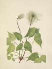 North American Wild Flowers 1925 - Columbia Clematis fruit Art Print