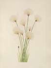 North American Wild Flowers 1925 - Cottongrass