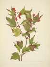 North American Wild Flowers 1925 - Cranberry bush