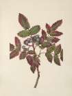 North American Wild Flowers 1925 - Creeping Hollygrape Art Print
