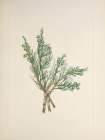 North American Wild Flowers 1925 - Creeping Juniper Art Print
