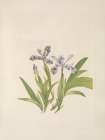 North American Wild Flowers 1925 - Crested Iris Art Print
