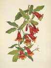 North American Wild Flowers 1925 - Crossvine