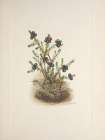 North American Wild Flowers 1925 - Crowberry Art Print