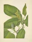 North American Wild Flowers 1925 - Cucumbertree Art Print