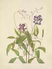 North American Wild Flowers 1925 - Curly Clematis Art Print