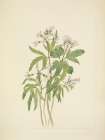 North American Wild Flowers 1925 - Cut Toothwort Art Print