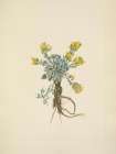 North American Wild Flowers 1925 - Double Bladderpod flower