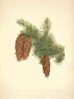 North American Wild Flowers 1925 - Douglas fir