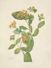 North American Wild Flowers 1925 - Douglas Honeysuckle flower Art Print