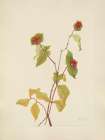 North American Wild Flowers 1925 - Douglas Honeysuckle fruit Art Print