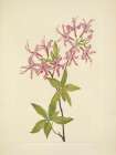 North American Wild Flowers 1925 - Downy Pinxterbloom Art Print