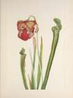 North American Wild Flowers 1925 - Drummond Pitcher-plant Art Print