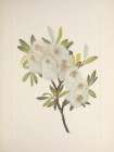 North American Wild Flowers 1925 - Drummond Willow Art Print