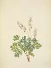 North American Wild Flowers 1925 - Dutchmans Breeches Art Print
