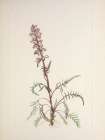 North American Wild Flowers 1925 - Elephanthead Art Print