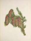 North American Wild Flowers 1925 - Engelmann Spruce