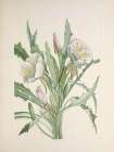 North American Wild Flowers 1925 - Evening Primrose Art Print