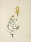 North American Wild Flowers 1925 - False Locoweed Art Print