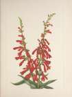 North American Wild Flowers 1925 - Fire Pentstemon Art Print