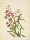 North American Wild Flowers 1925 - Fireweed Art Print