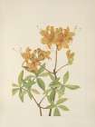 North American Wild Flowers 1925 - Flame Azalea Art Print