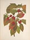 North American Wild Flowers 1925 - Flowering Dogwood Fruit Art Print