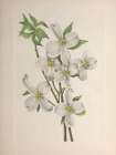 North American Wild Flowers 1925 - Flowering Dogwood Art Print