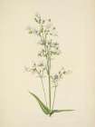 North American Wild Flowers 1925 - Foxglove Pentstemon Art Print