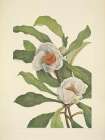 North American Wild Flowers 1925 - Franklinia Art Print