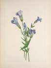 North American Wild Flowers 1925 - Fringed Gentian Art Print