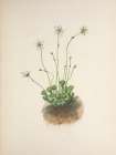 North American Wild Flowers 1925 - Fringed Parnassia Art Print