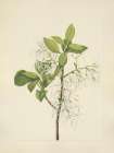 North American Wild Flowers 1925 - Fringetree Art Print