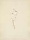 North American Wild Flowers 1925 - Ghostpipe Art Print