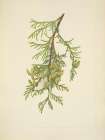 North American Wild Flowers 1925 - Giant Arborvitae Art Print