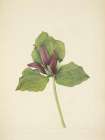 North American Wild Flowers 1925 - Giant Trillium Art Print
