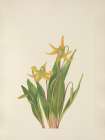 North American Wild Flowers 1925 - Glacierlily Art Print
